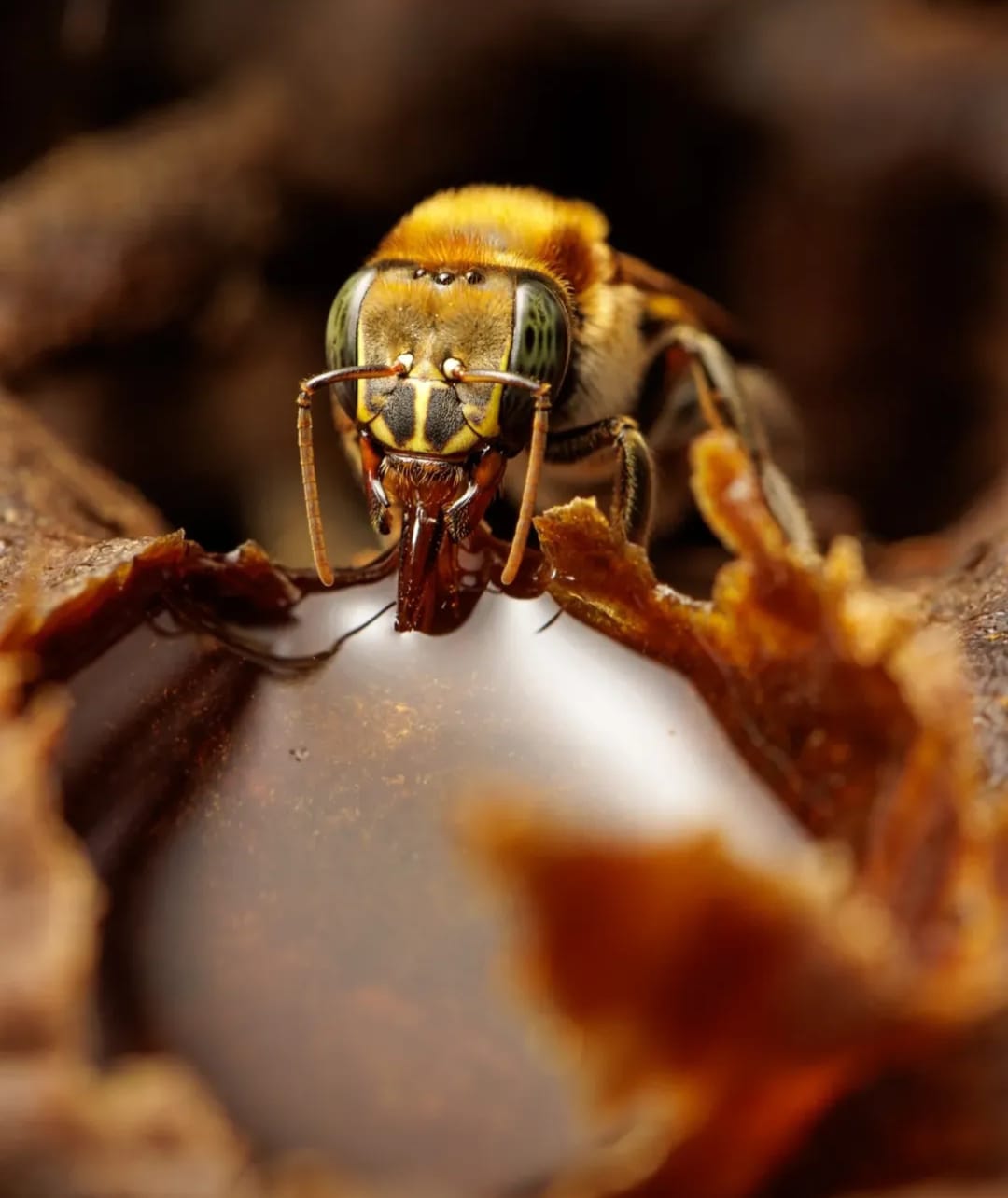Melipona grandis